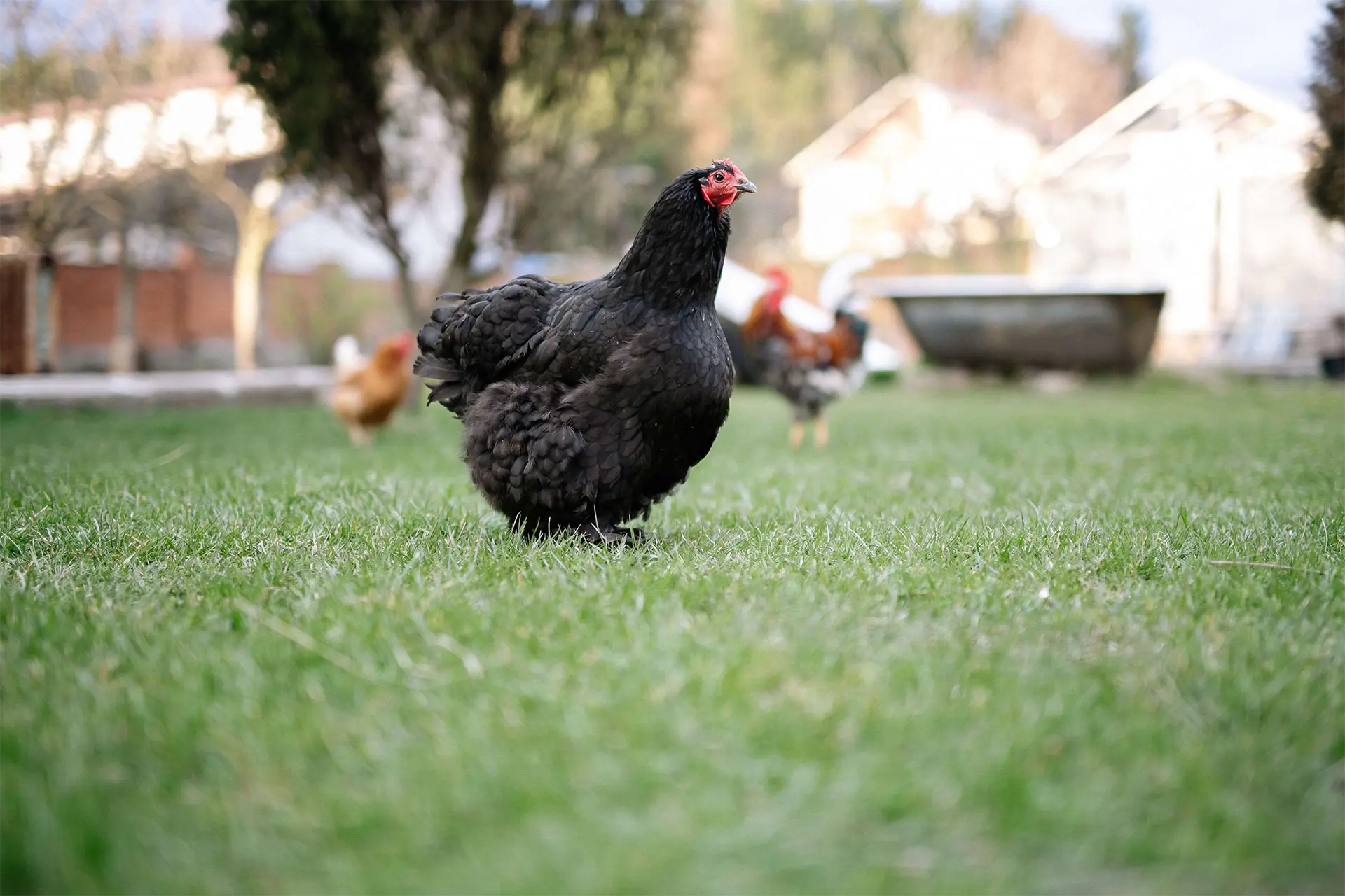 Northern Nest Announces Chicken Pet-Sitting Service