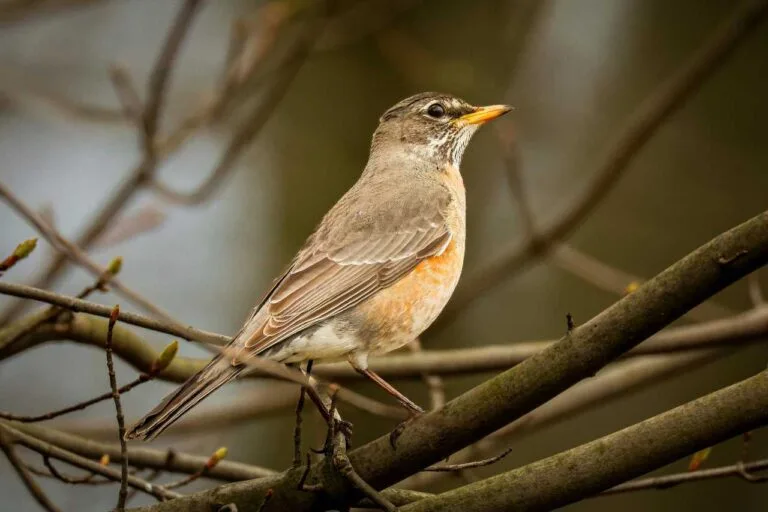 MN Robin